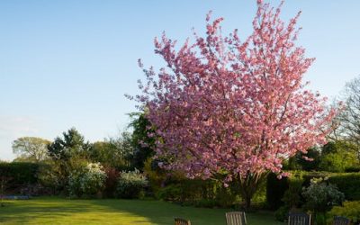 Transform Your Home with These Creative Landscaping Ideas for Outdoor Living