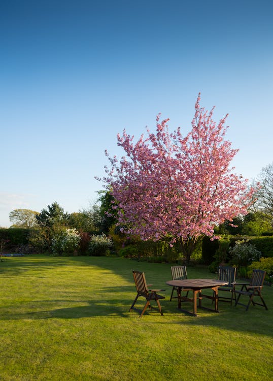 Outdoor wooden furniture set under a blooming cherry blossom tree in a landscaped garden